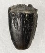 Diplodocus Tooth Tip - Colorado #19332-1